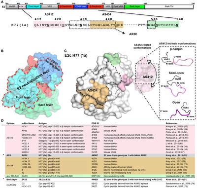 The Neutralizing Face of Hepatitis C Virus E2 Envelope Glycoprotein